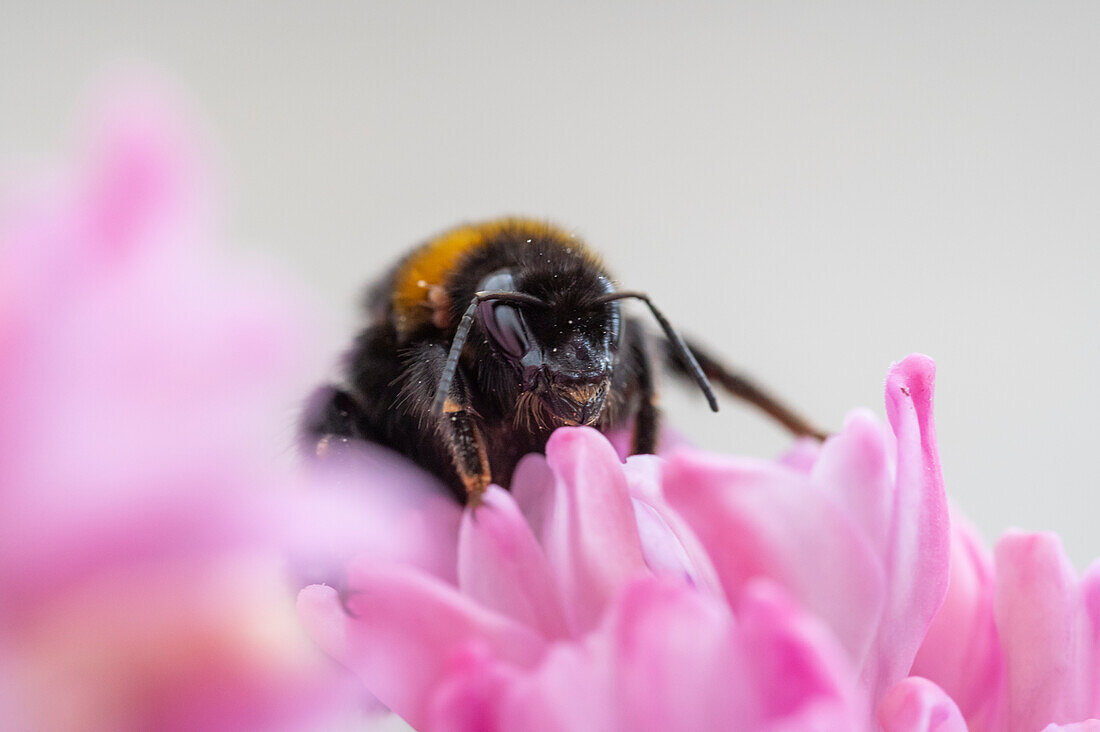 Hummel auf Hyazinthenblüte (Hyacinthus), Makro