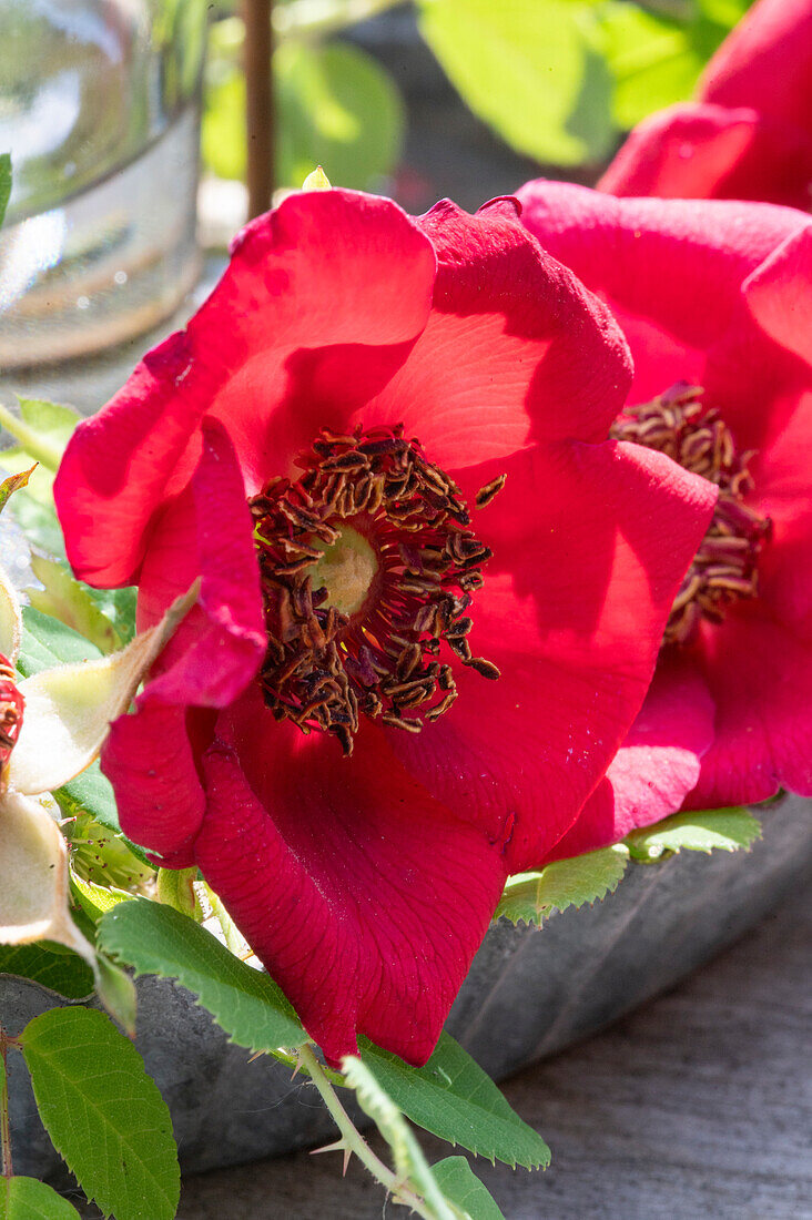 Rosa moyesii; Geranium