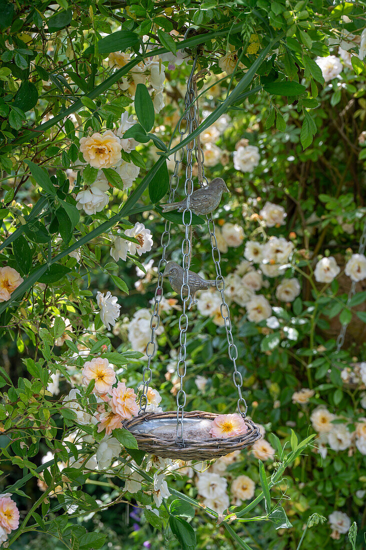 Kletterrose 'Ghislaine de Feligonde' und Bienentränke an Baum hängend