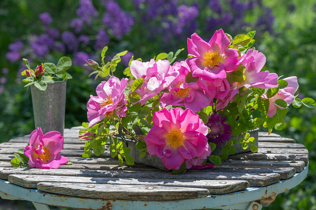 Rosa Apothekerrose (Rosa gallica officinalis) im Gesteck auf Gartentisch