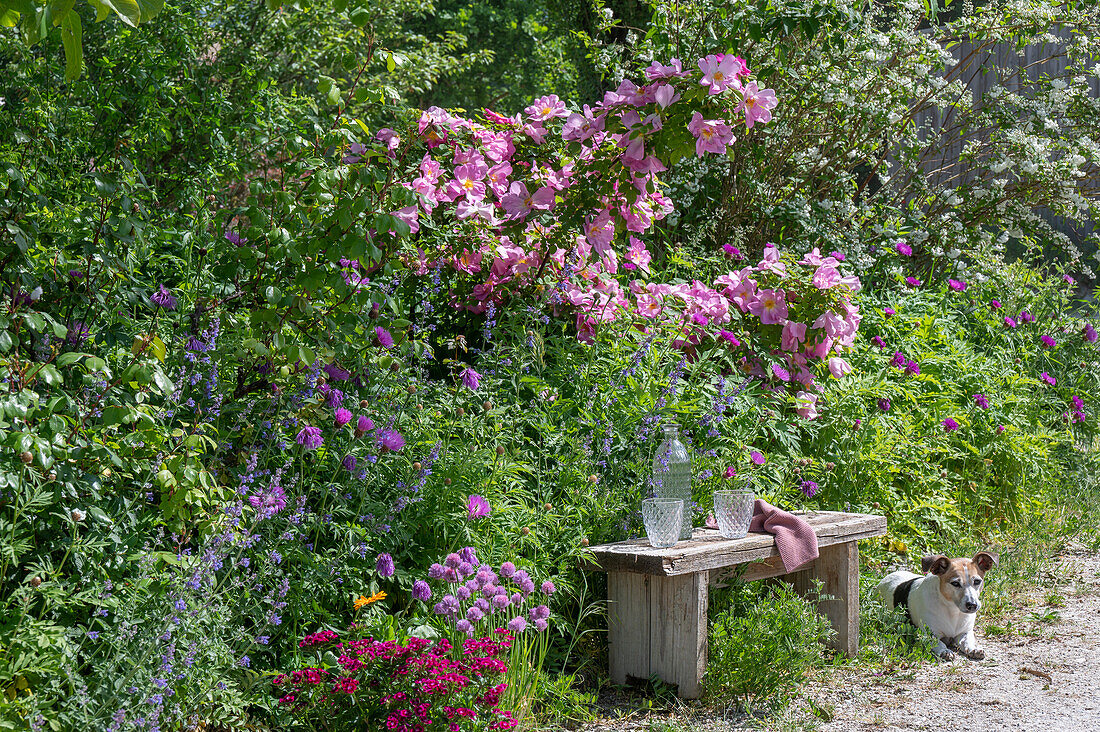 Strauchrose 'Marguerite Hilling'  und Blumenbeete hinter Gartenbank und Hund