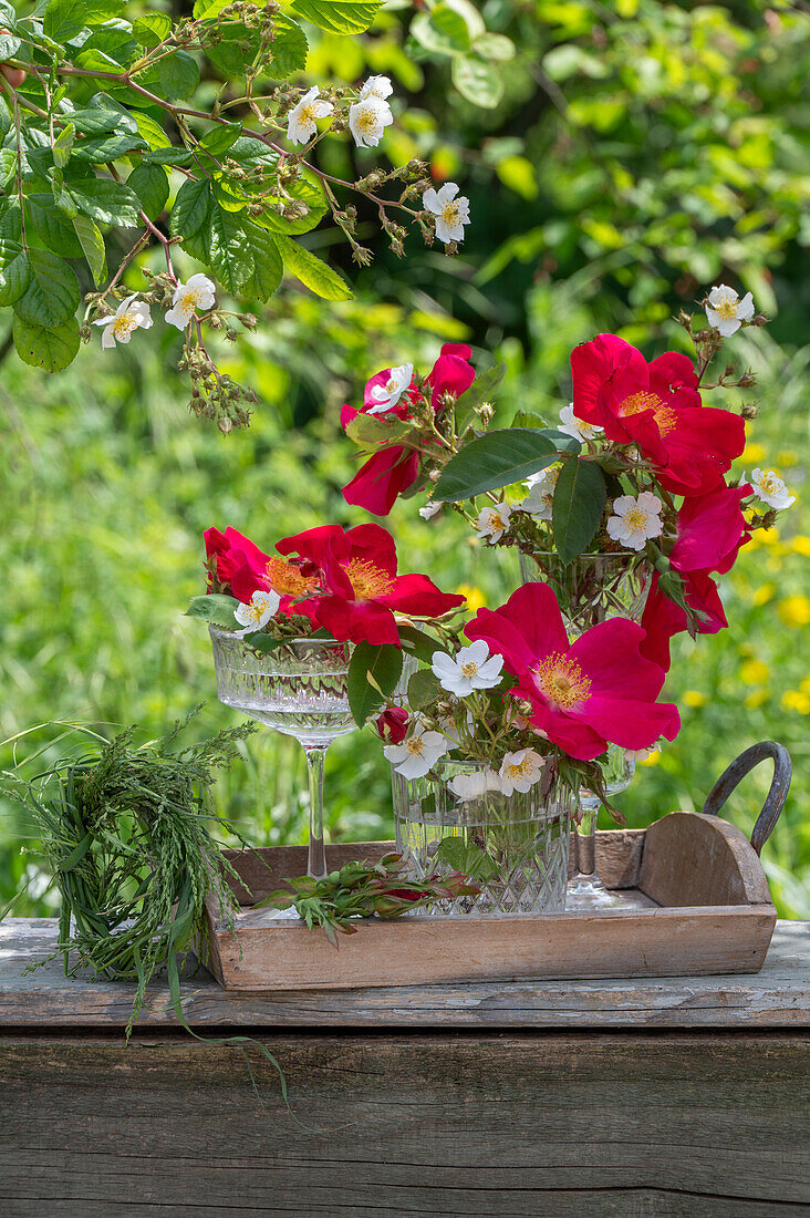 Weiße Büschelrose (Rosa multiflora) und rote Gallicarose (Rosa gallica) 'Scharlachglut' in Vase auf Terrassentisch