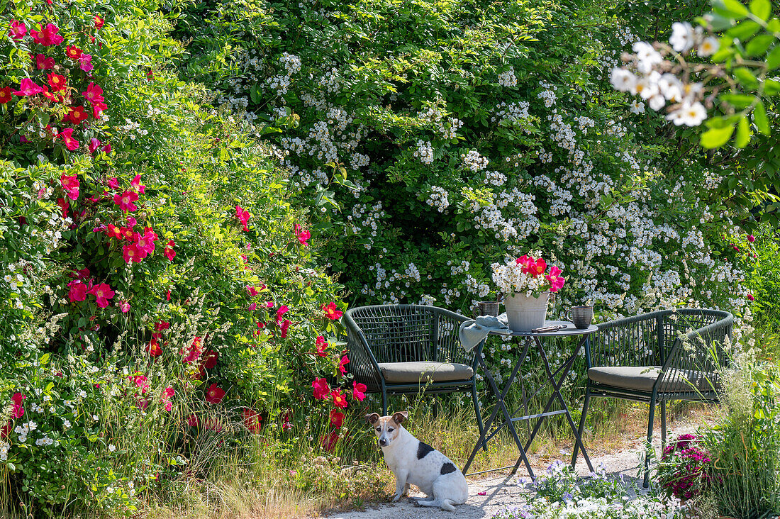 Weiße Büschelrose (Rosa multiflora) und rote Gallicarose (Rosa gallica) 'Scharlachglut' im Garten mit Hund