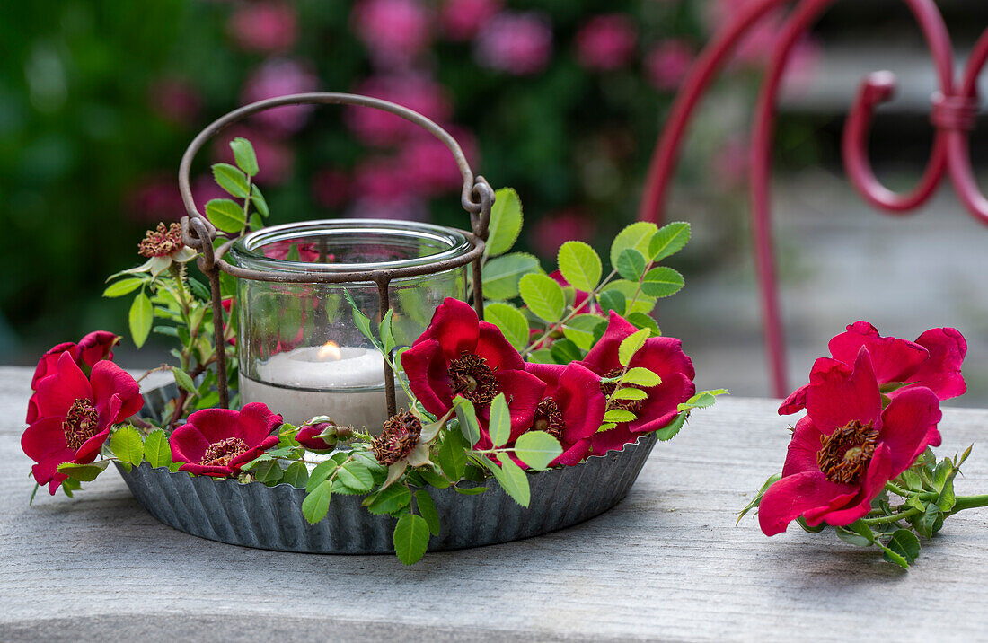 Rosa moyesii; Geranium