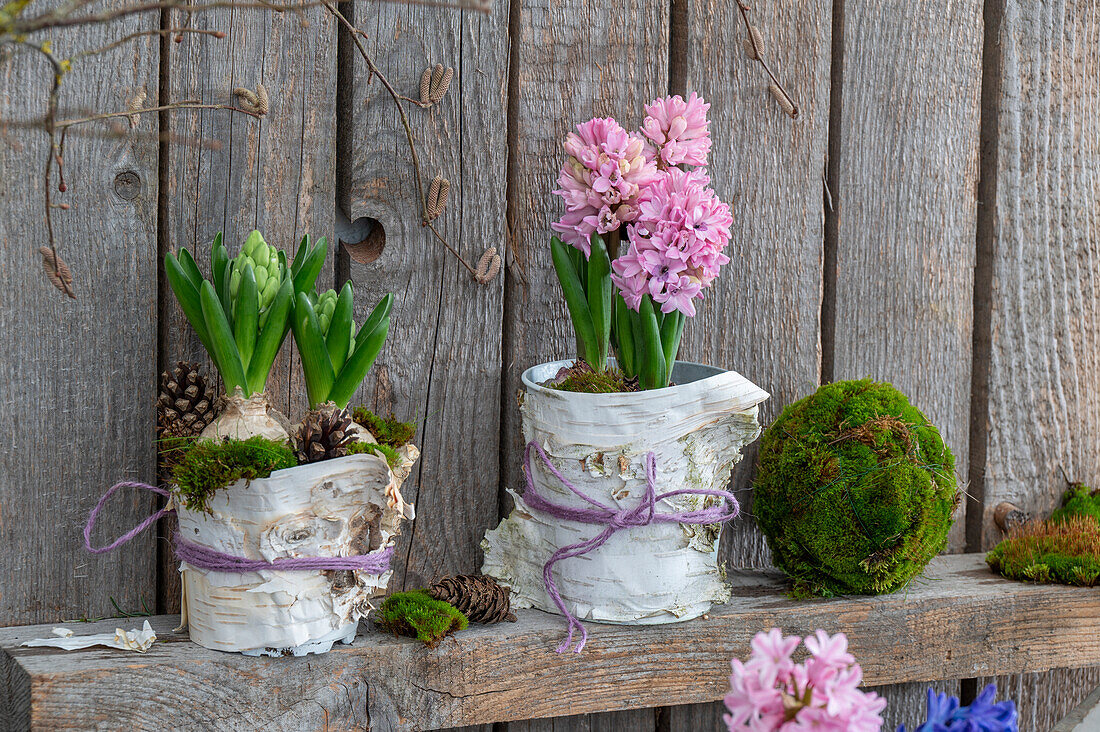 Hyazinthen (Hyacinthus) in Töpfen mit Birkenrinde umwickelt