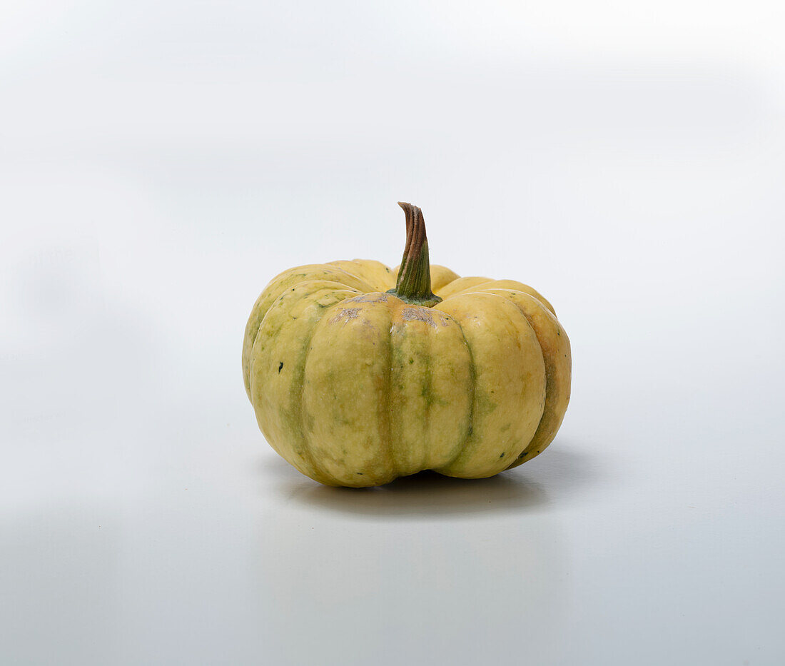 Cream of the Crop F1 (pumpkin variety from the USA)