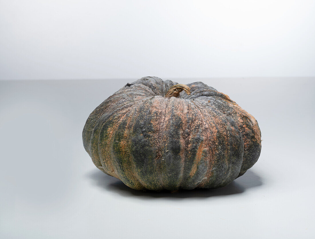 Fagtong Thon Amphan (pumpkin variety)