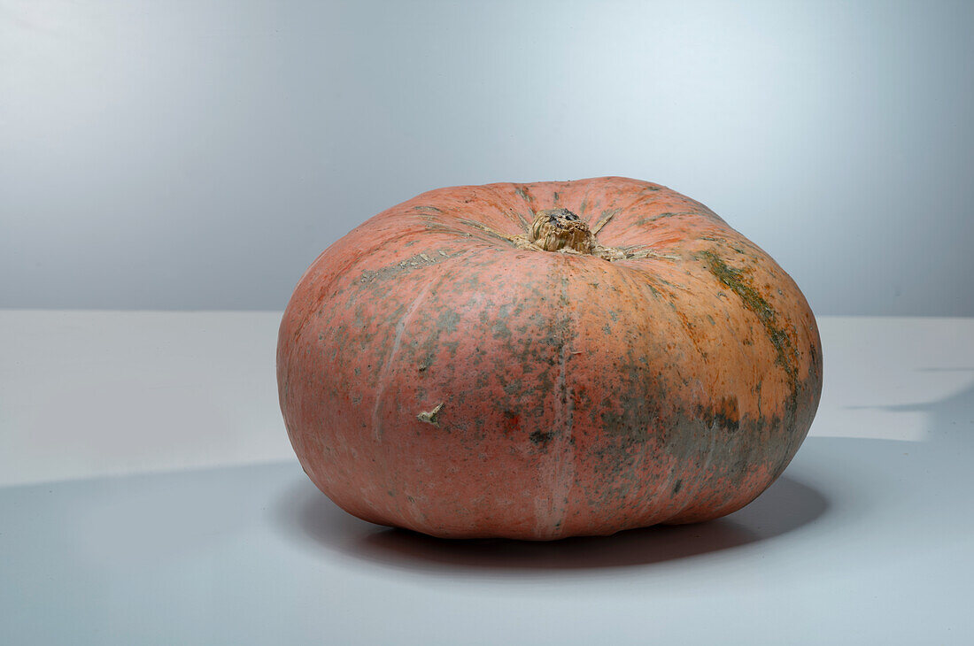 Yellow Centner (pumpkin variety from France)