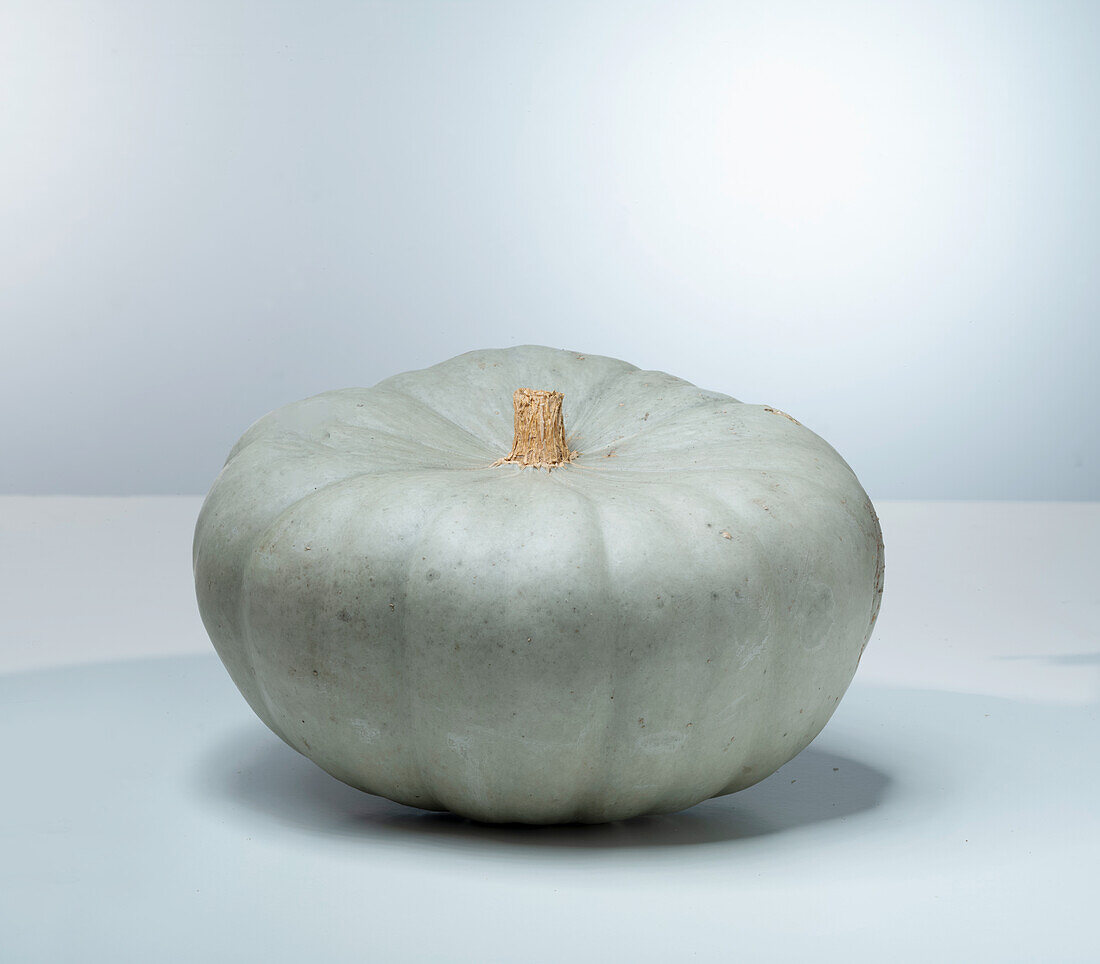 Nelson F1 (pumpkin variety from the USA)