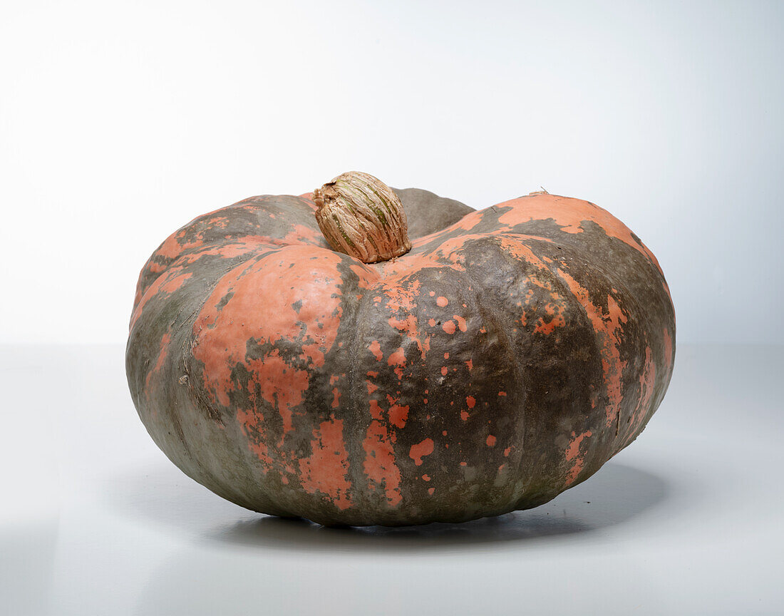 Rascal F1 (pumpkin variety from the USA)