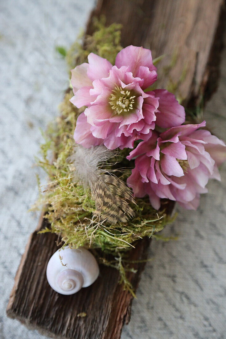 Deko mit Rinde, Moos, Feder und Christrosenblüten (Helleborus niger)