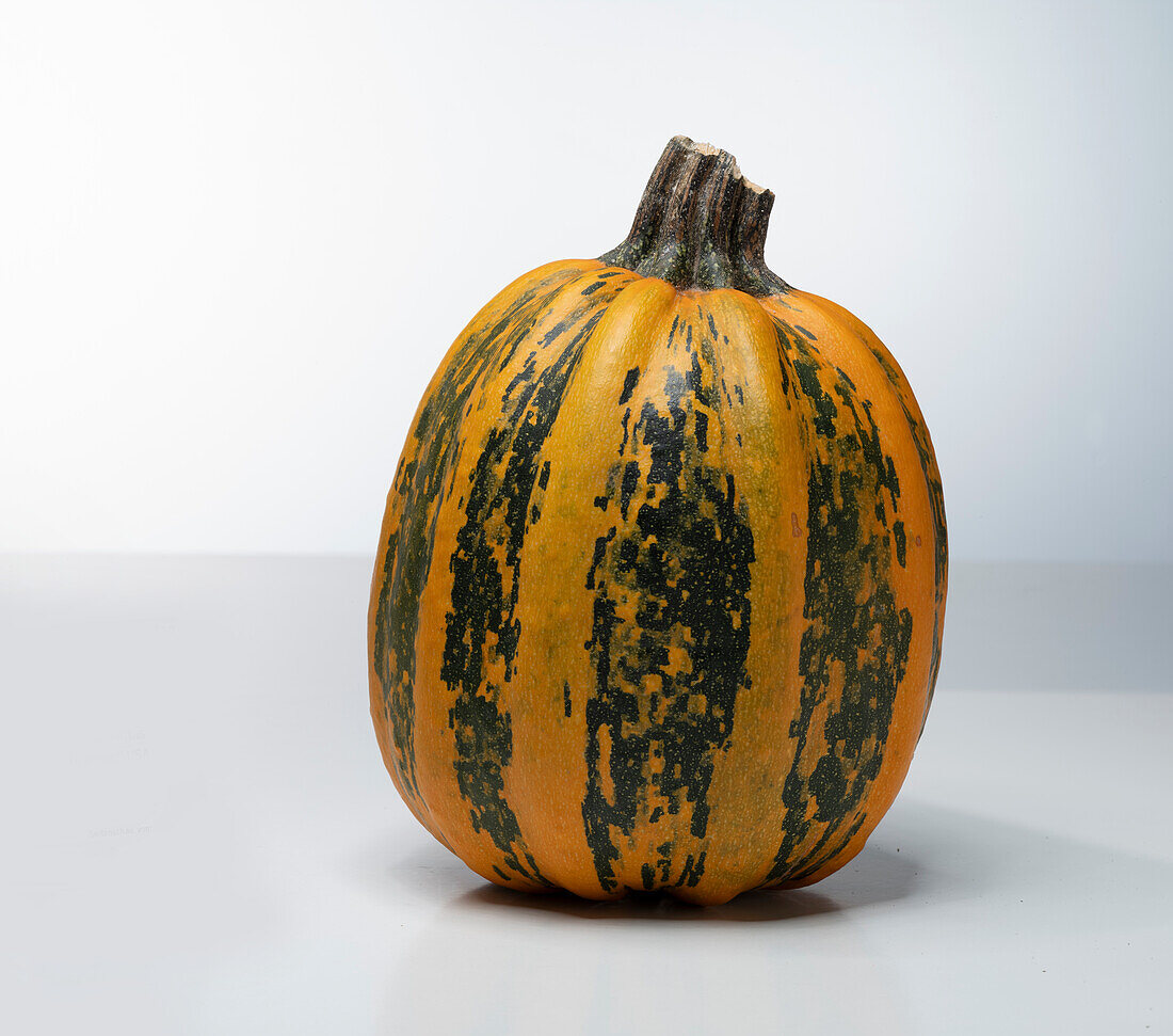 Southern Miner (pumpkin variety from the USA)