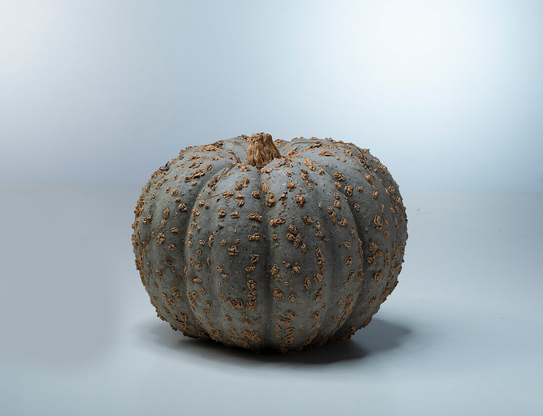 Zapalo Plomo (pumpkin variety from Spain)