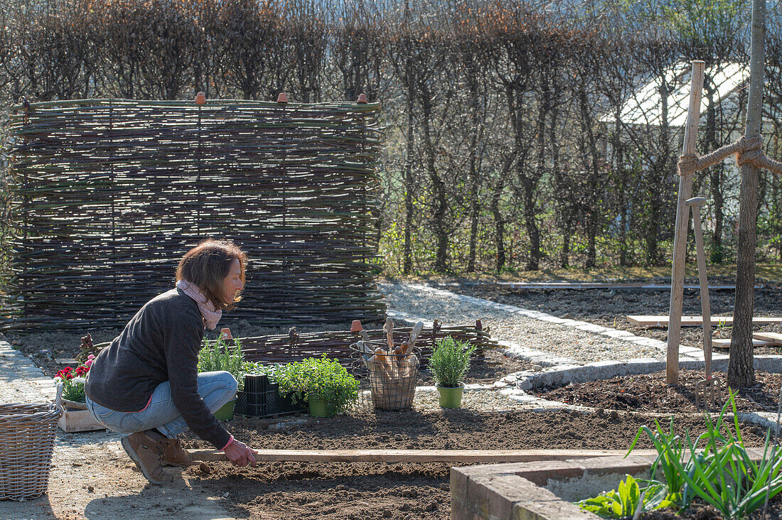 Frau bei Bepflanzung von Beeteinfassung mit Kräutern, Oregano, Thymian, und Nelken (Dianthus)