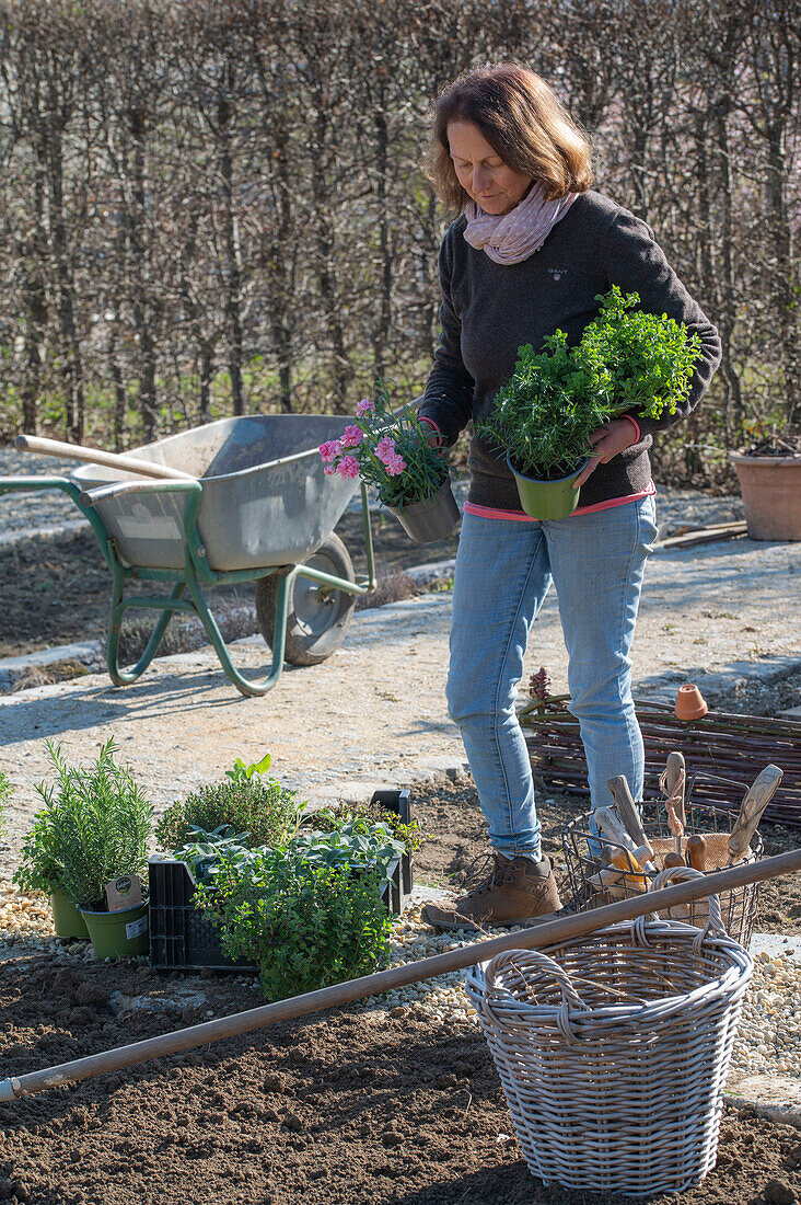 Frau bei Bepflanzung von Beeteinfassung mit Kräutern, Oregano, Thymian, und Nelken (Dianthus)