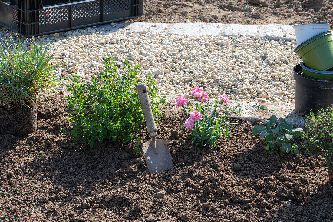 Beeteinfassung bepflanzen mit Kräutern, Oregano, Salbei und Thymian, und Nelken (Dianthus)