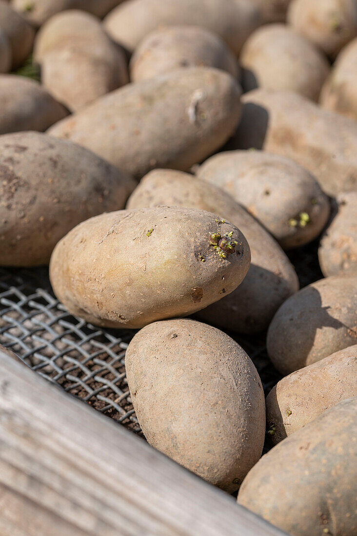 Kartoffeln (Solanum tuberosum) vorbereitet zum Legen, Knollen zum Einpflanzen