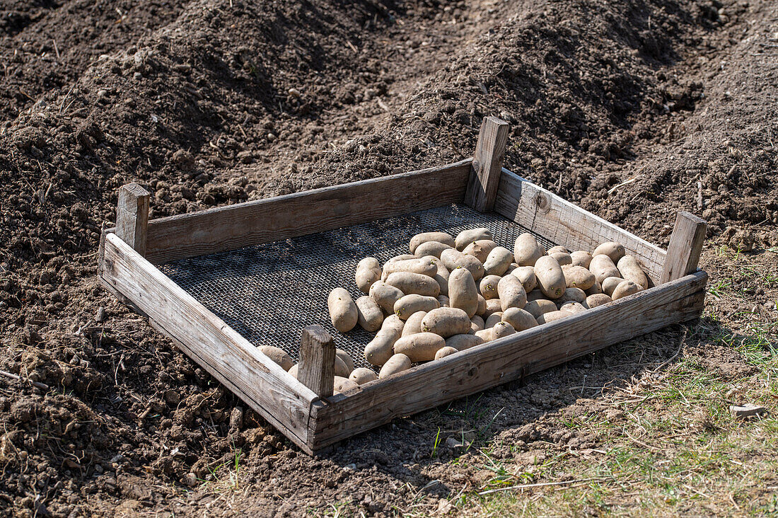 Place the potatoes with a flower bulb picker