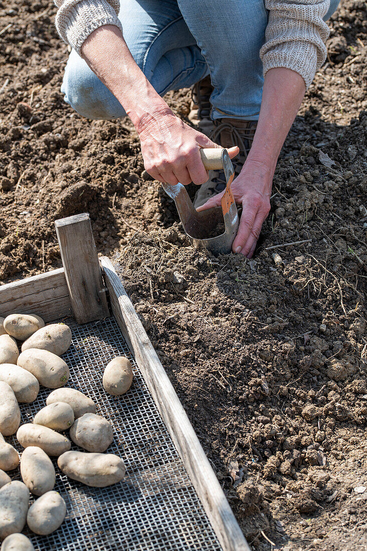 Place the potatoes with a flower bulb picker