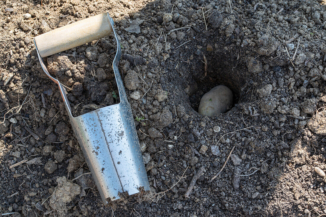 Place the potatoes with a flower bulb picker