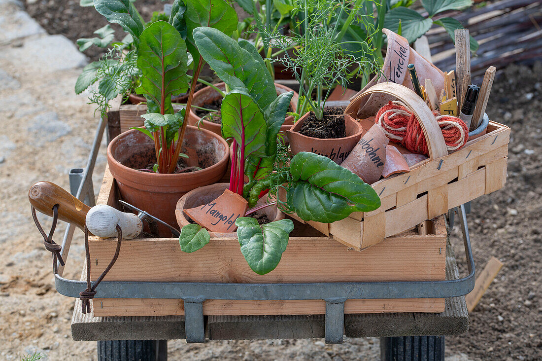 Young plants of chard and bulbous fennel