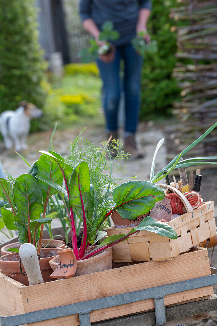 Jungpflanzen von Blatt-Mangold (Beta vulgaris), Erdbeeren, Winterzwiebel (Allium fistulosum), Duft-Wicke (Lathyrus odoratus) und Knollenfenchel 'Selma' auf Schubkarren zum Einpflanzen mit Tonschildern