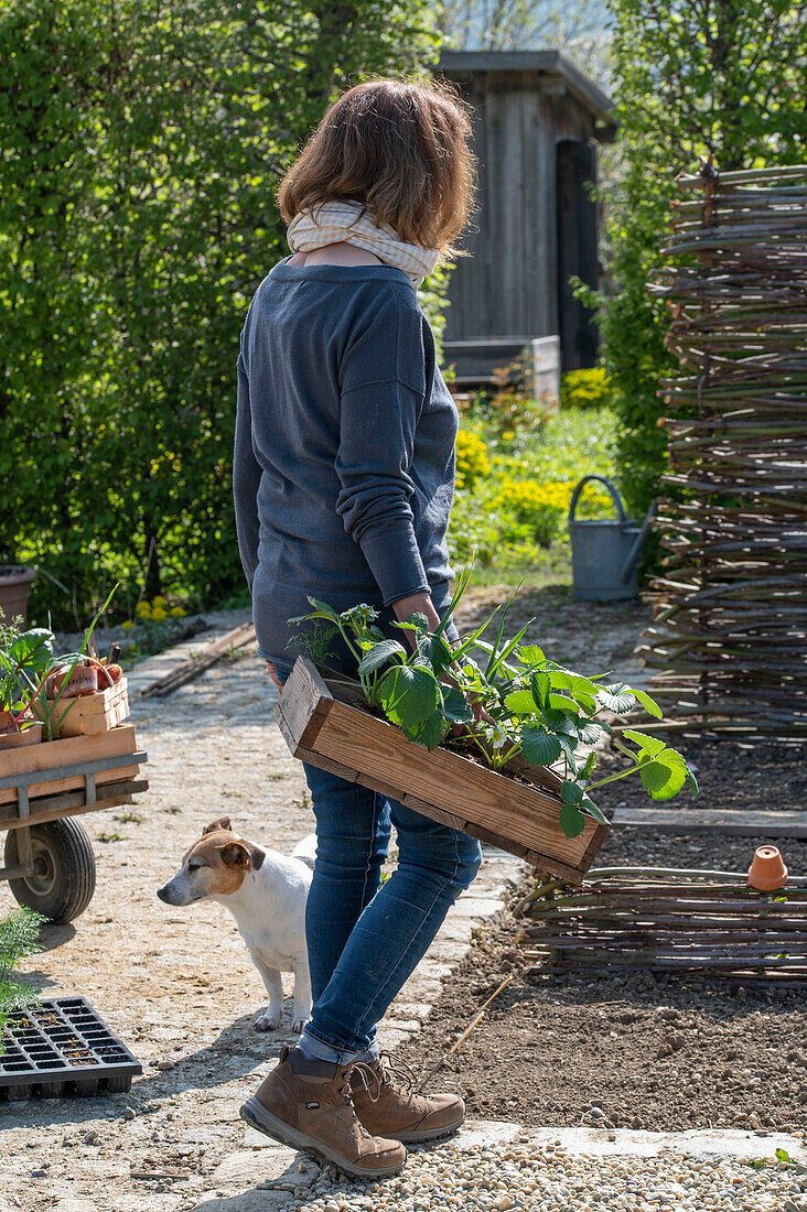 Frau beim Einpflanzen von Erdbeere 'Elvira' (Fragaria) und Knoblauch (Allium Sativum) ins Gemüsebeet und Hund