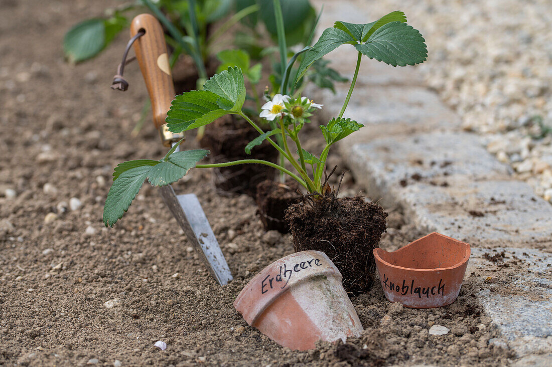 Einpflanzen von Erdbeere 'Elvira' (Fragaria) und Knoblauch (Allium Sativum) ins Gemüsebeet und Namensschilder auf Tonscherben