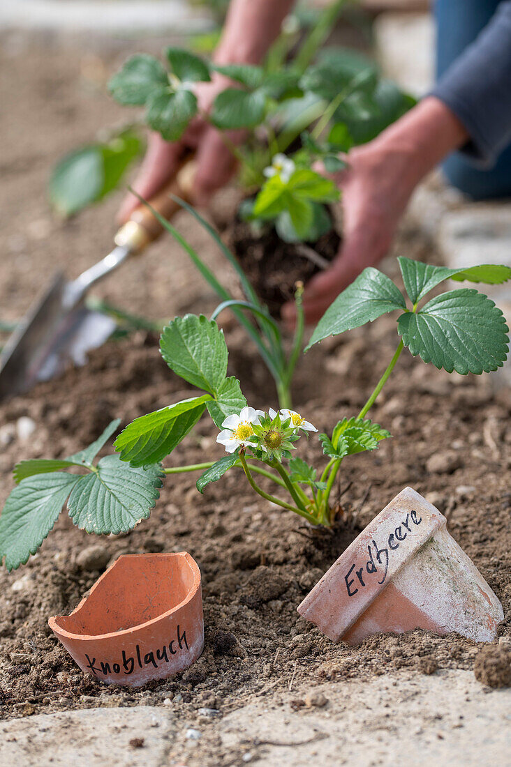 early strawberry &#39;Elvira'39; and garlic are good neighbors