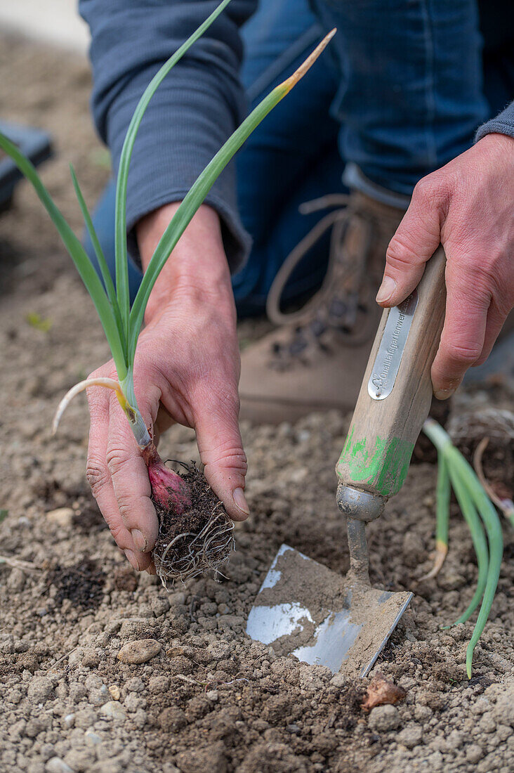 Frau beim Einpflanzen von Steckzwiebel (Allium cepa) ins Gemüsebeet