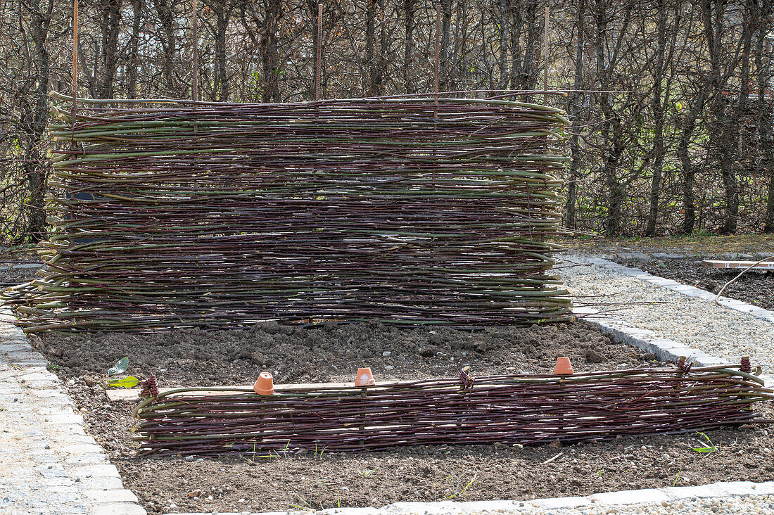 Weaving a willow fence for climbing plants