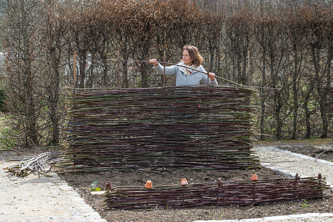 Frau bei Gartenarbeit, Weidenzaun flechten für Kletterpflanzen als Rankhilfe