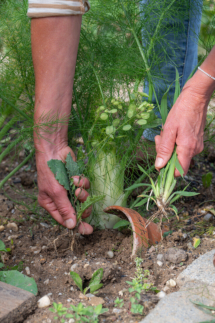 Unkraut jäten im Beet mit Knollenfenchel 'Selma'