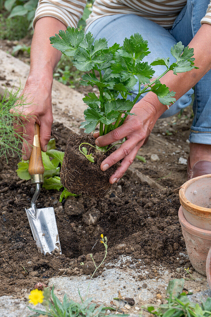 1. Pflanzung im Juni von Küchenkräutern und Blattsalaten ins Beet