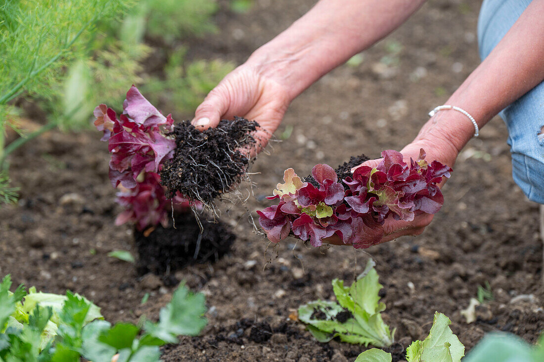 1st planting in June; pick lettuce; &#39;Lollo rosso'39;