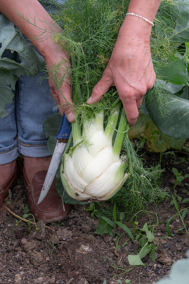 Ernte von Knollenfenchel 'Selma' im Gemüsebeet