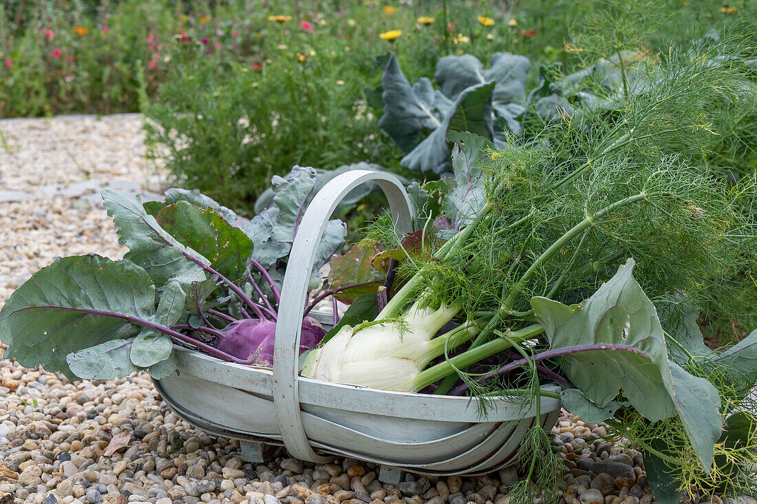 Ernte von Kohlrabi 'Azur' und Knollenfenchel 'Selma' vor  Gemüsebeet