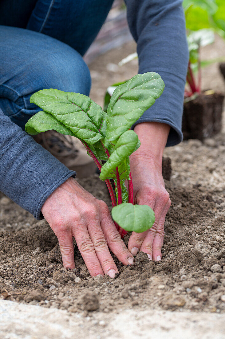 Mangold 'Bright Lights' (Beta Vulgaris), Jungpflanzen einpflanzen ins Beet