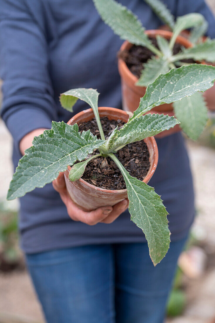 Jungpflanzen oder Setzlinge von Artischocke (Cynara Scolymus) vor dem Einpflanzen ins Gemüsebeet