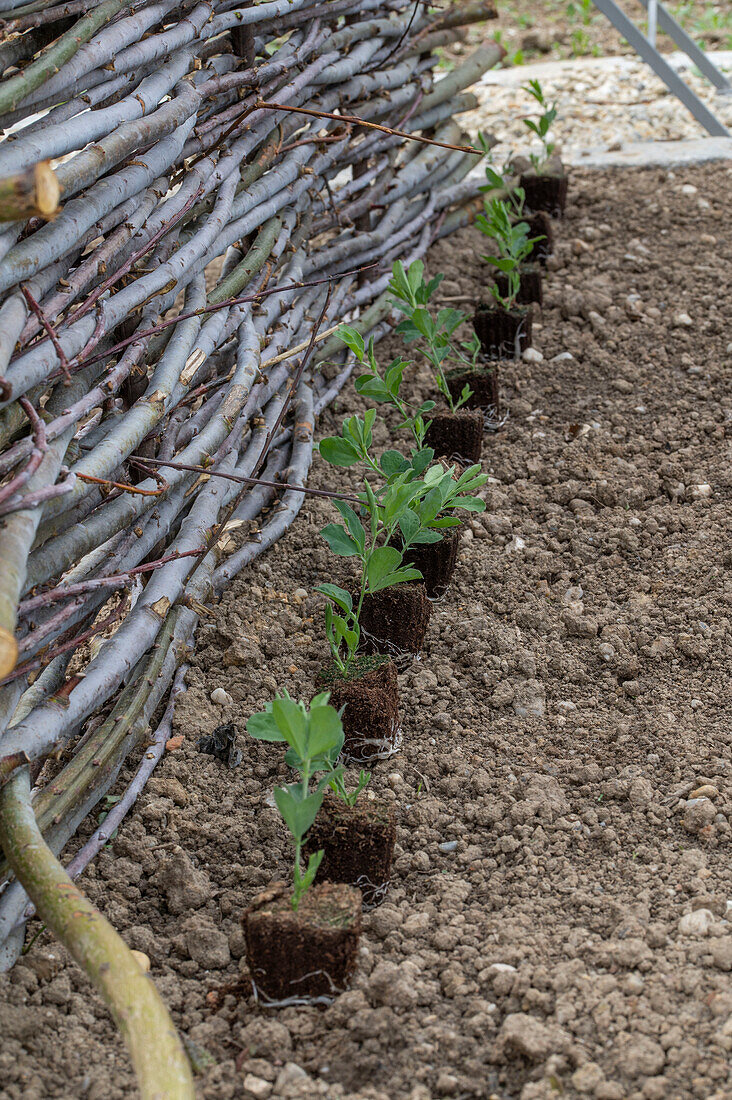 Duft-Wicke (Lathyrus odoratus) 'Matchmaker Rose', 'Cranberry', Jungpflanzen vor dem Einpflanzen ins Beet