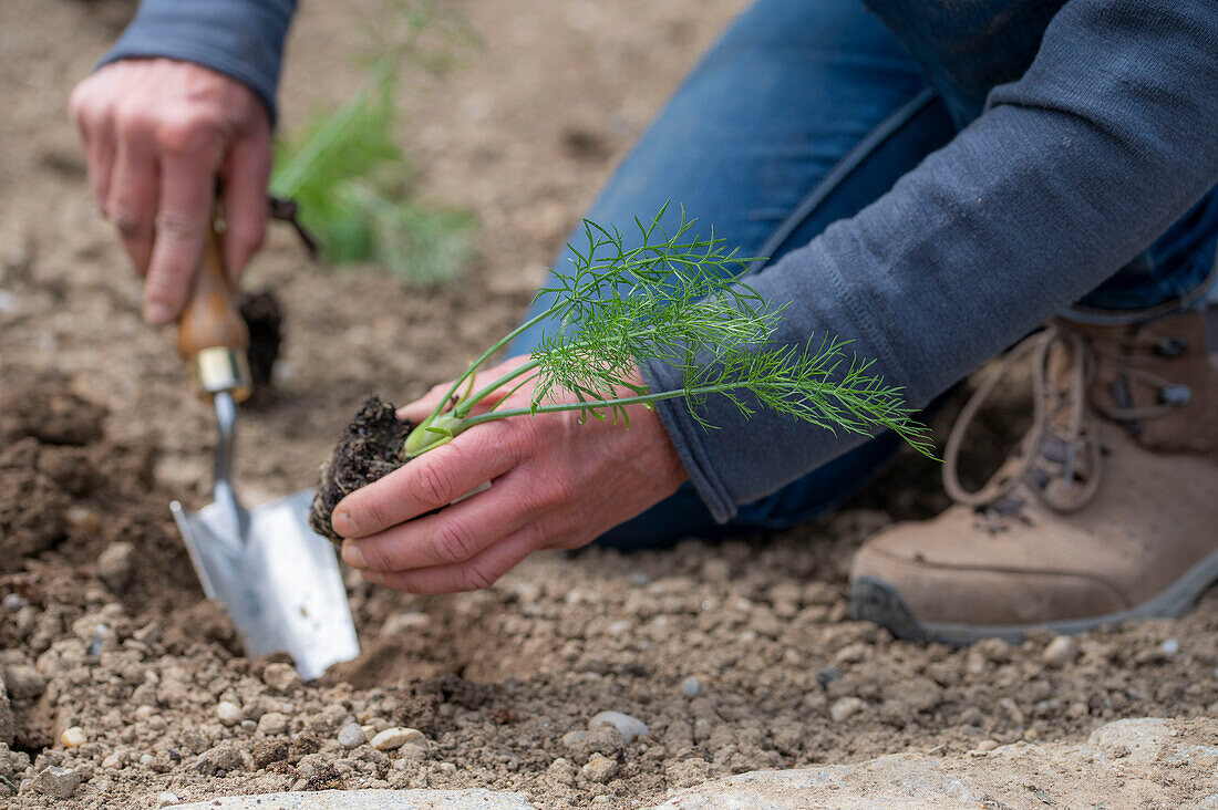 Jungpflanzen von Knollenfenchel 'Selma' (Foeniculum Vulgare) ins Beet einpflanzen