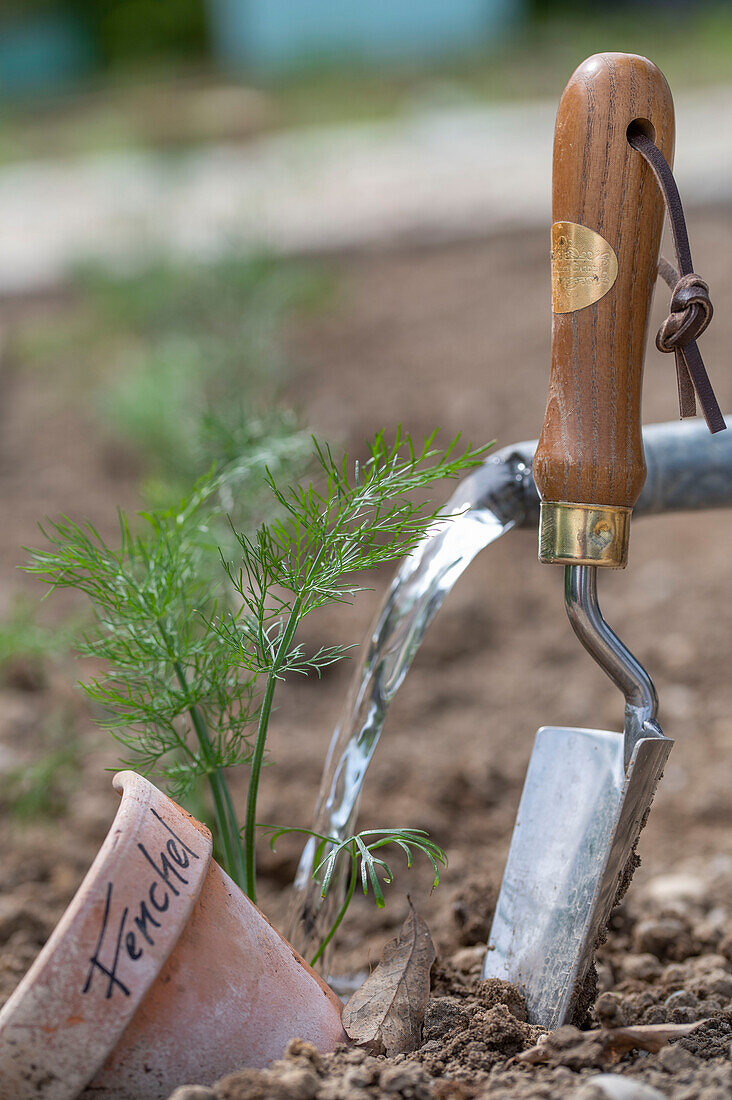 Jungpflanzen von Knollenfenchel 'Selma' (Foeniculum Vulgare) ins Beet setzen und angießen