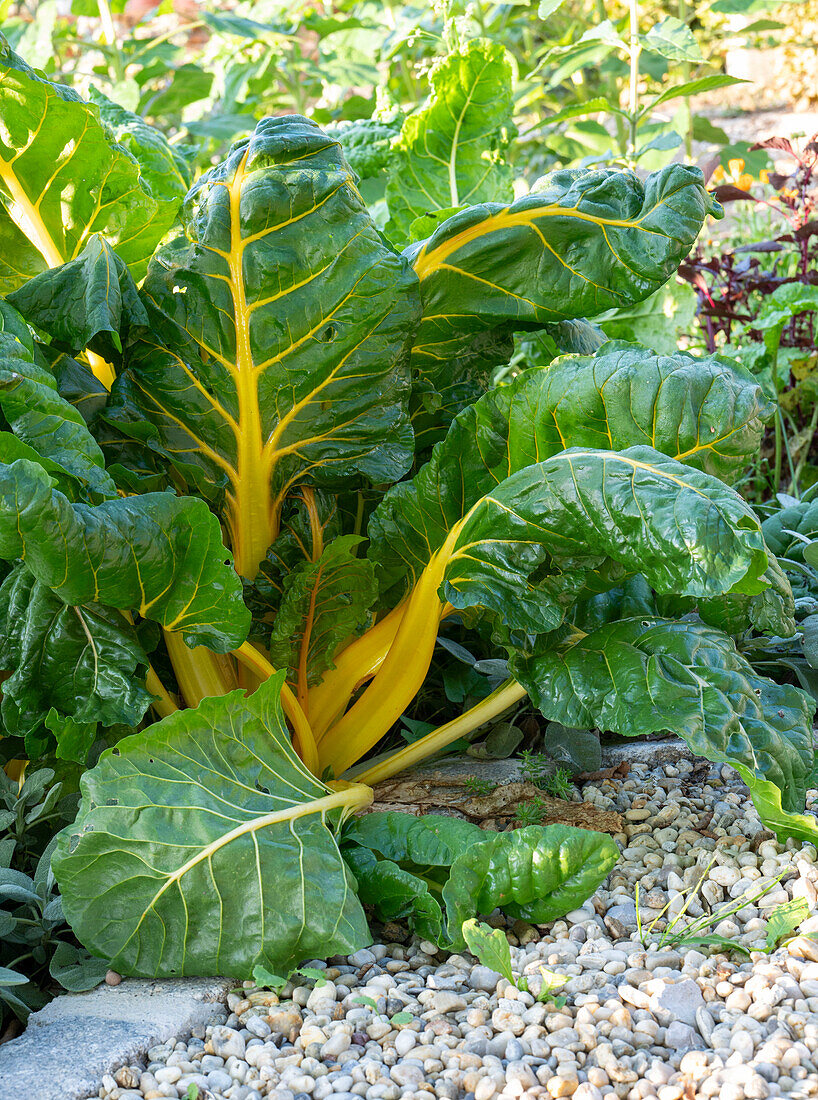 Mangold 'Bright Lights' (Beta Vulgaris), Pflanze im Beet