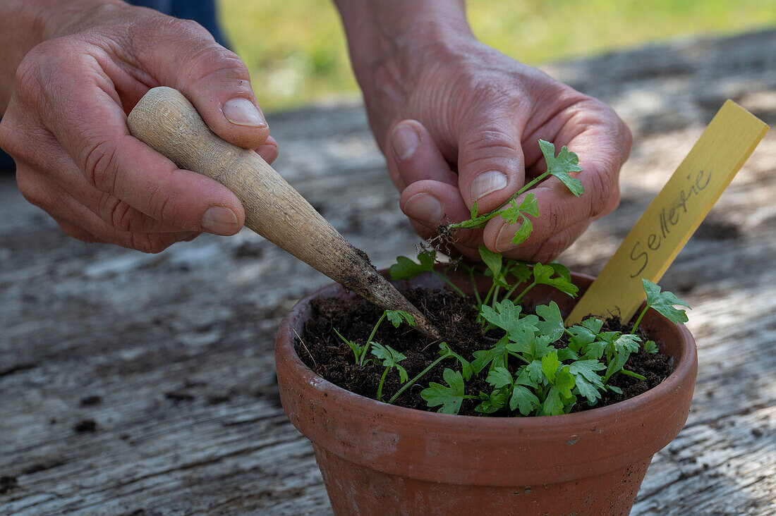 Ausgesäten Staudensellerie (Apium graveolens) in einzelne Töpfen umpflanzen