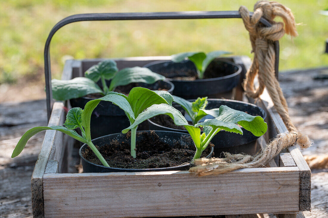 Zucchinisetzlinge (Curcurbita pepo) in Töpfen, nach den Eisheiligen auspflanzen