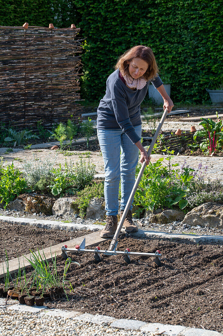 Schwarzwurzel (Scorzonera) und Lauch (Allium) Setzlinge nach den Eisheiligen auspflanzen ins frische Beet