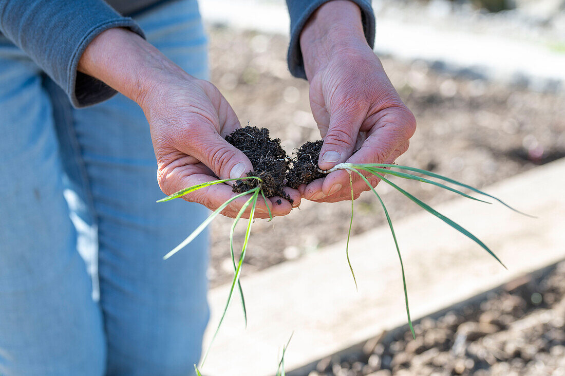 Schwarzwurzel (Scorzonera), Setzlinge nach den Eisheiligen auspflanzen