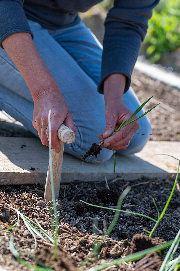 Salsify; plant leeks after the ice saints