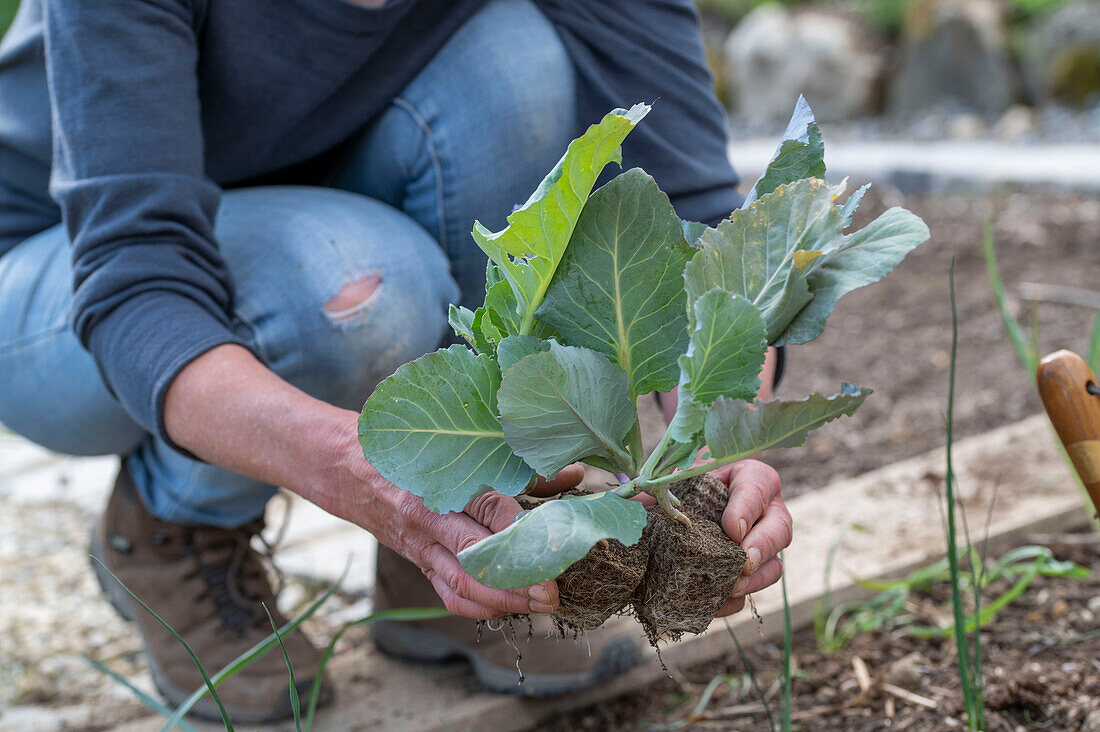 Plant young broccoli plants in the bed after the ice saints