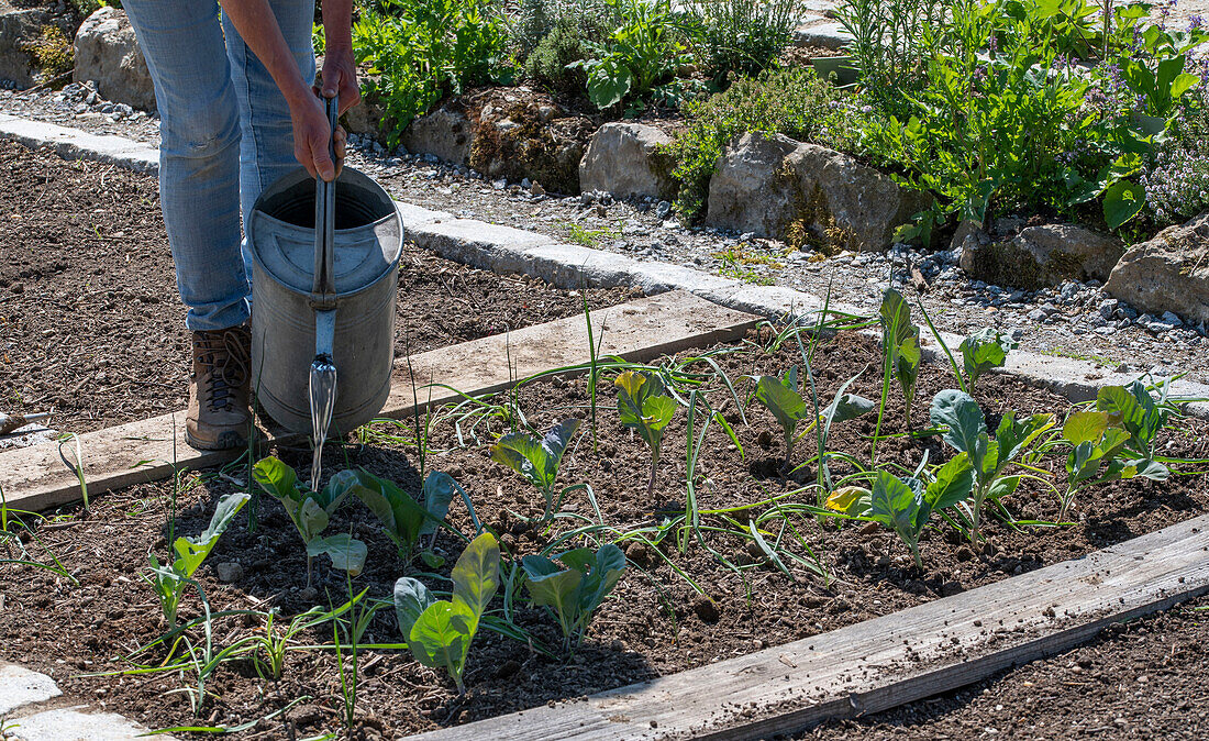 Plant young broccoli plants in the bed after the ice saints and water them